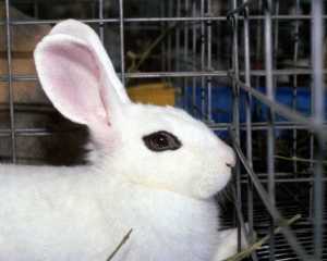 Against-Animal-Testing-against-animal-testing-7992670-900-720